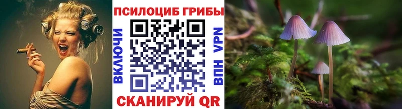 площадка клад  ссылка на мегу ССЫЛКА  Нальчик  купить наркотики цена  Псилоцибиновые грибы Psilocybe 